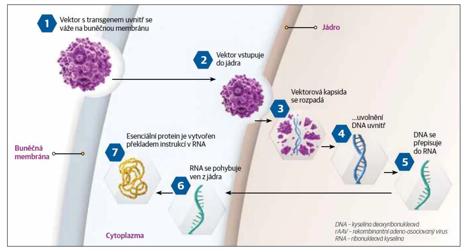 Genová terapie: vektor. [Upraveno podle: www.sarepta.com/science/gene-therapy-engine.]