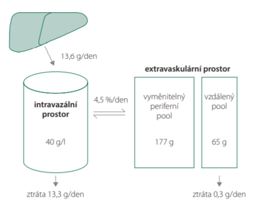 Distribuce a obměna albuminu v organismu (ilustrace volně
dle: Valerio C, Theocharidou E, Davenport A, Agarwal B. Human albumin
solution for patients with cirrhosis and acute on chronic liver failure: Beyond
simple volume expansion. World J Hepatol. 2016; 8(7): 345–354)
