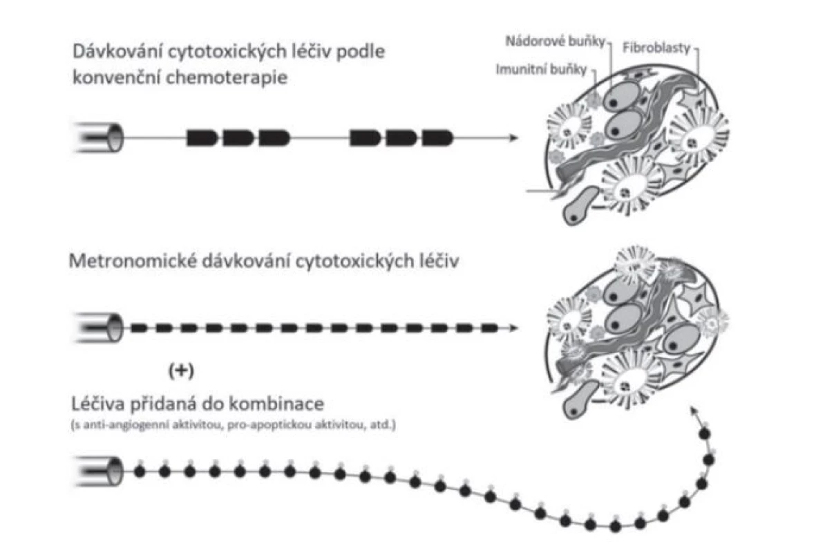 Schéma rozdílného dávkování cytotoxických léčiv v rámci konvenční
a metronomické terapie (převzato a upraveno dle (2)