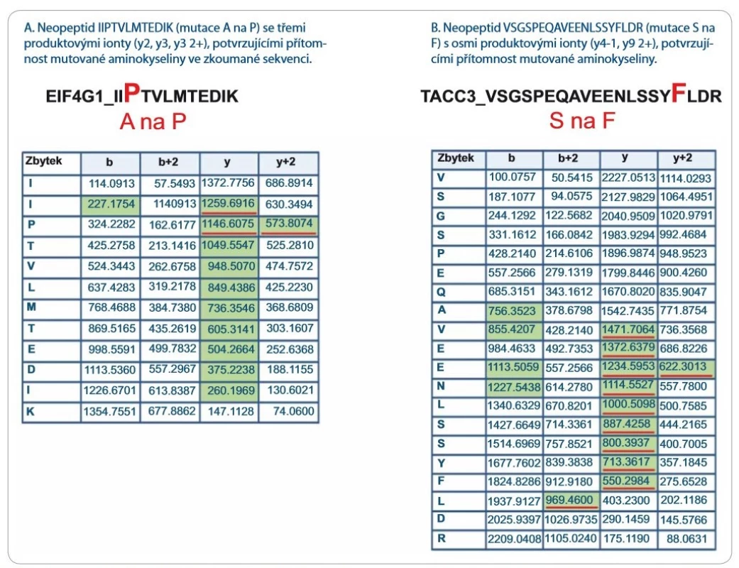 Seznam produktových iontů reprezentujících dva vybrané neopeptidy identifi kované prohledávacím algoritmem Protein-
Pilot 4.5.0.0 s vysokou peptidovou konfi dencí (peptidová konfi dence > 99 %). Zelenou barvou jsou vyznačeny produktové ionty spolehlivě
identifi kované v LC-MS/MS fragmentačním spektru. Červeně jsou podtrženy produktové ionty, které potvrzují aminokyselinovou
záměnu a zahrnují ve své aminokyselinové sekvenci mutovanou aminokyselinu. Z obrázku je patrné, že peptidová konfi dence nerefl
ektuje pravděpodobnost přítomnosti mutace v sekvenci neopeptidů a že fragmentační spektra neopeptidů je nutné po identifi kaci
zkontrolovat.