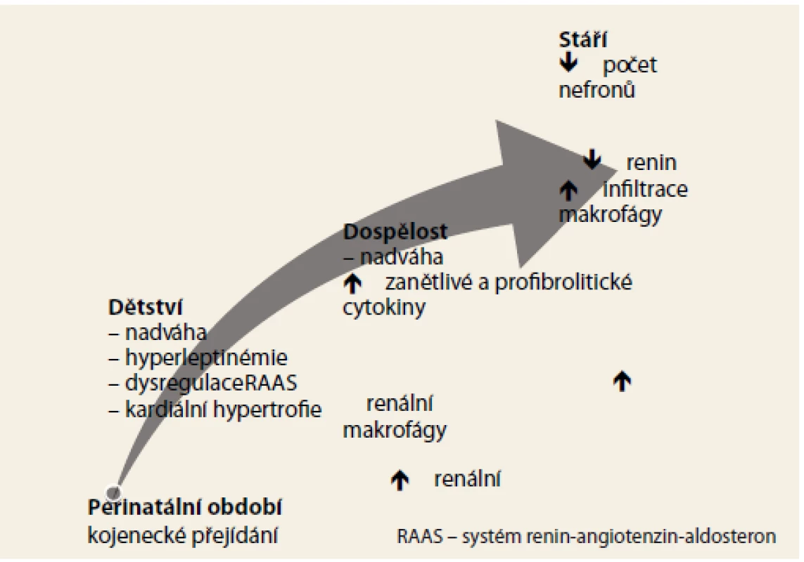Renální programování [59].<br>
Fig. 1. Renal programming [59].