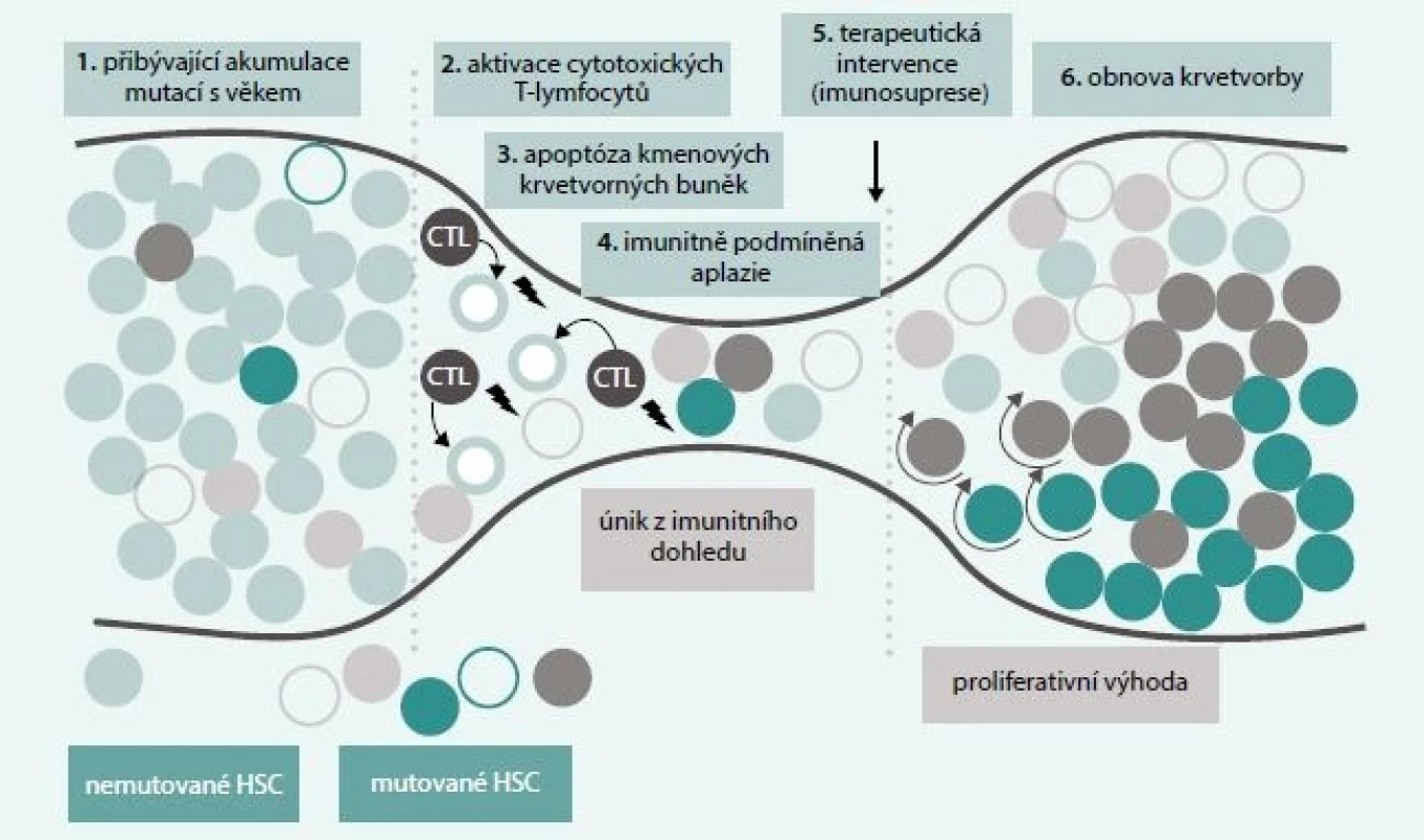 Vývoj klonální proliferace ze selhání kostní dřeně. Mutace, jež mohou postihovat kmenové krvetvorné buňky
(HSC) a které se za normálních okolností vůbec nemusejí projevit, mohou při rozvoji AA na podkladě apoptózy
způsobené cytotoxickými T-lymfocyty (CTL) uniknout z imunitního dohledu, pokud jsou méně imunogenní než
normální buňky či rezistentní na CTL vyvolanou apoptózu. Tyto buňky takto získávají selektivní klonální
proliferační výhodu, což vede k postupné expanzi mutovaného klonu. Je otázkou, do jaké míry může být tento
proces podpořen imunosupresivní léčbou podanou při selhání kostní dřeně. Upraveno podle [9]