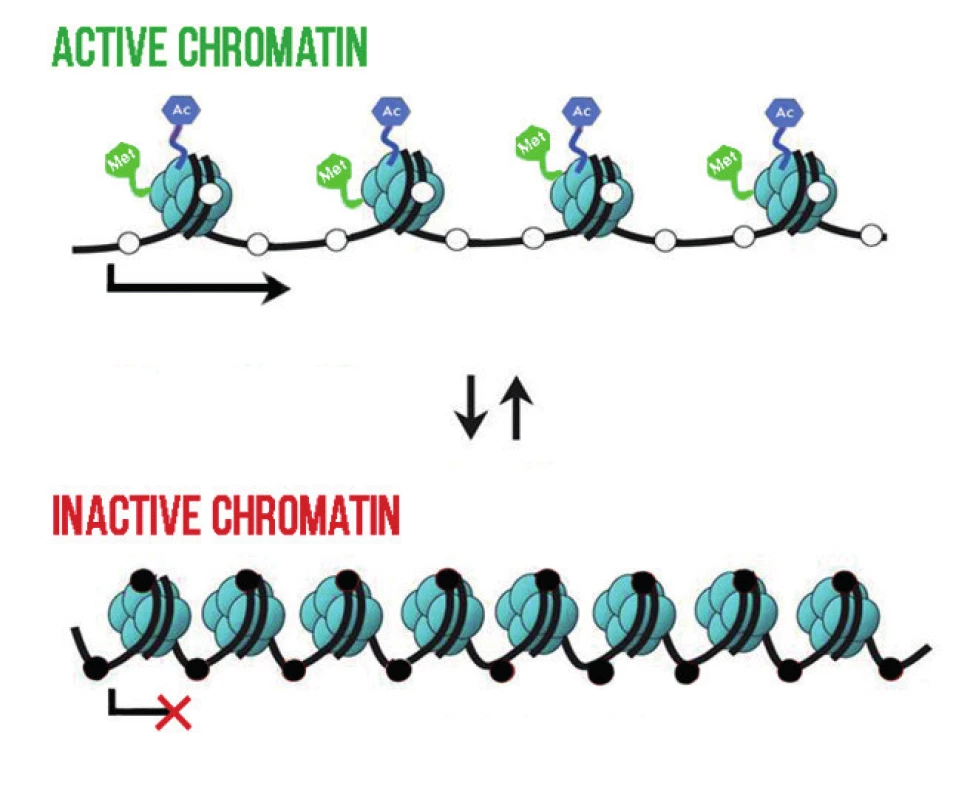 Schematic illustration of the influence of histone modifications and DNA methylation on the condensation of chromatin. The loose structure of chromatin, referred
to as euchromatin, with acetylation and methylation of histone molecules – without
DNA methylation – is transcriptionally active. Condensed heterochromatin with DNA
methylation is transcriptionally inactive. Methylated CpG dinucleotides are indicated
by a black dot, non-methylated CpG dinucleotides by a white dot. Ac – acetylation,
Met -histone methylation. Adjusted according to [19].