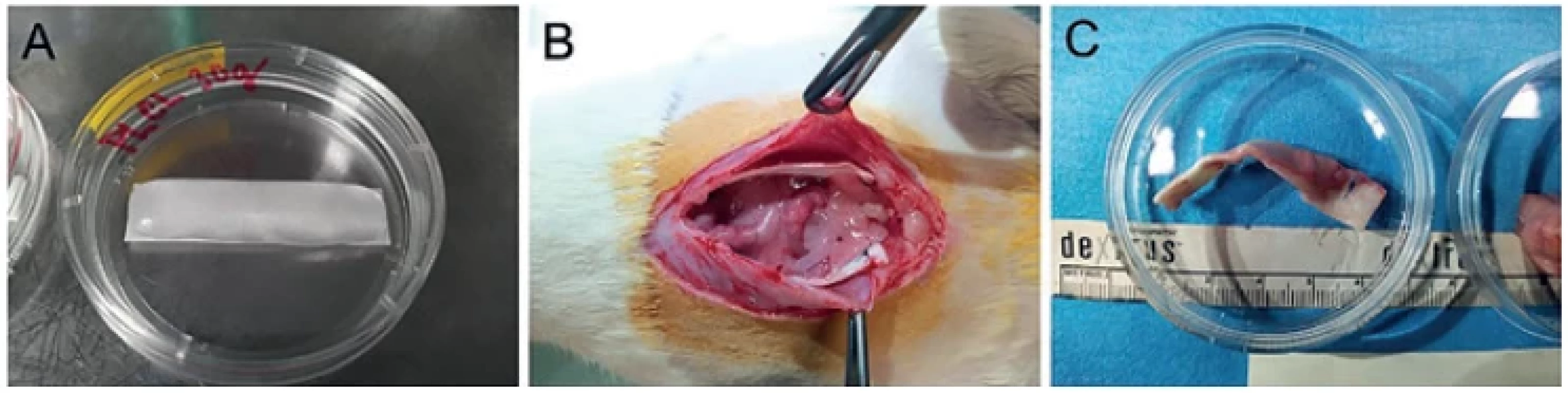 The composite material band before implantation (A), bands of composite material implanted intraperitoneally in
the rat abdomen (B), the band explanted after 1 month and submitted for subsequent analysis (C)