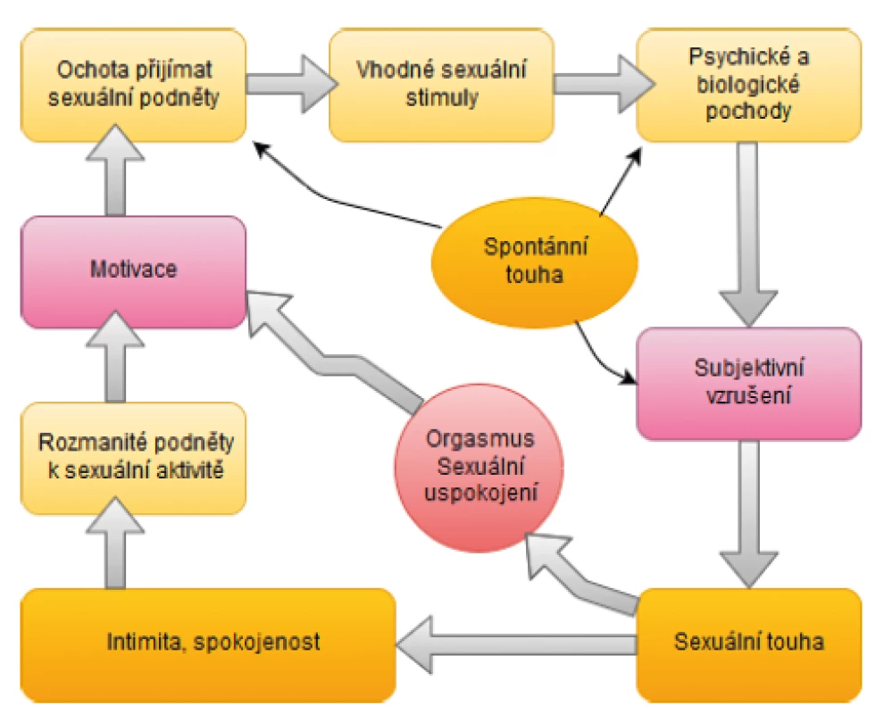 Cyklický model ženské sexuální odezvy: Ženská
sexuální odezva je zahájena sexuální neutralitou, ale s pozitivní
motivací k sexu (vlevo). Mezi podněty k zahájení sexuální aktivity
u žen patří touha vyjadřovat lásku, přijímat a sdílet tělesné
potěšení, cítit emocionální blízkost, potěšit partnera či zvýšit
vlastní spokojenost. To vede k ochotě reagovat a soustředit se na
sexuální podněty. Tyto podněty jsou během jejich zpracovávání
v mysli ženy ovlivněny biologickými a psychologickými faktory.
Výsledkem procesů je subjektivní sexuální vzrušení. Pokračuje-li
stimulace i nadále, dochází k intenzivnějšímu sexuálnímu vzrušení
a sexuální touze, která v počáteční fázi zcela chyběla, avšak nyní se
spouští. Pokud stimulace pokračuje dostatečně dlouho a do cyklu
se nepromítají žádné negativní vstupy, vede proces k sexuálnímu
uspokojení (s orgasmem nebo bez něj) (upraveno podle (23)).