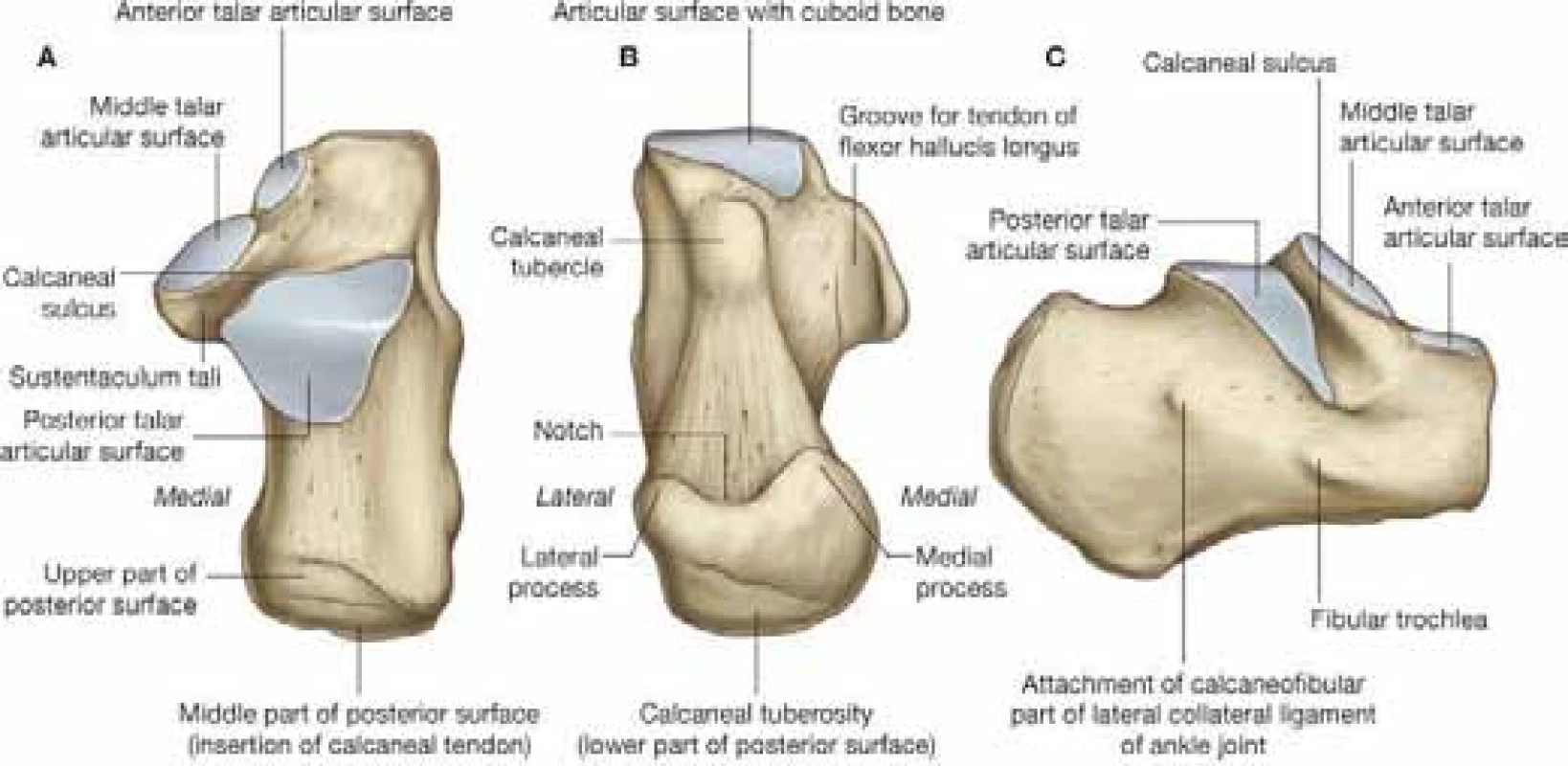 Anatomie patní kosti. (Převzato z Gray’s anatomy for students, 2<sup>nd</sup>
Edition, Copyright 2009©Churchill Livingstone, ISBN 9781437720556)