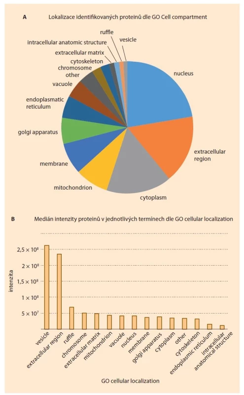 Analýza buněčných komponent dle Gene Ontology (GO) zastoupených
mezi proteiny identifikovanými v cervikálních hlenech. (A) poskytuje procentní
zastoupení jednotlivých organel v proteomu a (B) přidává informaci o mediánu
intenzity proteinů v těchto organelách zastoupených. Z důvodu kompatibility
s databází jsou názvy buněčných komponent ponechány v původním znění.<br>
Fig. 2. Gene Ontology (GO) analysis of cellular components represented among
proteins identified in cervical mucus. (A) provides the percentage representation
of individual organelles in the proteome and (B) adds information about the median
intensity of the proteins represented in these organelles. For compatibility
with the database, the cell component names are left as they were.