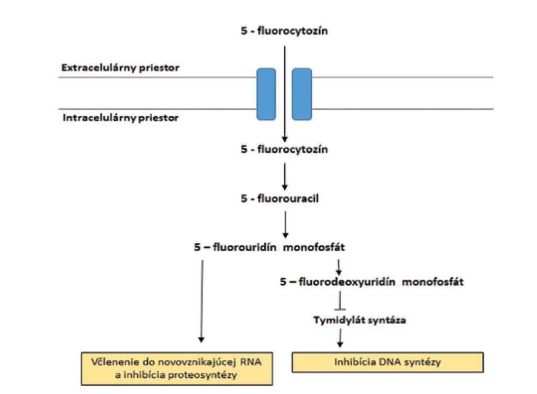 Mechanizmus účinku 5-fluorocytozínu<br>
Figure 4. Mechanism of action of 5-fluorocytosine