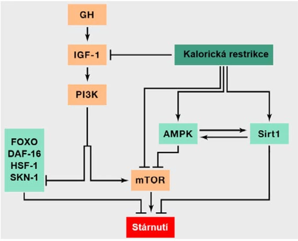 Zjednodušená dráha IIS a její propojení a interakce s dalšími drahami a konkrétními molekulami regulujícími energetický
metabolismus buňky.<br>
Šipka odpovídá aktivaci jednotlivých komponent a naopak inhibice je naznačena kolmou příčkou (přepažením). Oranžově podbarvené
komponenty přispívají ke stárnutí, zatímco světle zeleně podbarvené komponenty mají pozitivní efekt na dlouhověkost. V obrázku je také
znázorněna intervence v podobě kalorické restrikce, jíž je možné docílit prodloužení života. Obrázek rovněž pěkně vystihuje skutečnost, že
anabolické signální kaskády urychlují stárnutí, zatímco jejich inhibice a katabolické procesy do určité míry prodlužují délku života. Dráhy IIS
a TOR totiž figurují v anabolických reakcích na nadbytek živin, zatímco AMPK a sirtuiny reagují na nedostatek živin a figurují v katabolických
reakcích. IIS reaguje na zvýšené množství glukózy indikující nadbytek živin a mTOR vnímá nadbytek energie dle vyšší hladiny aminokyselin.
Sirtuiny naopak vnímají stav nedostatku energie detekcí zvýšené hladiny NAD+ a AMPK reaguje na vyšší hladiny AMP indikující rovněž
katabolické děje (upraveno dle: 9).

