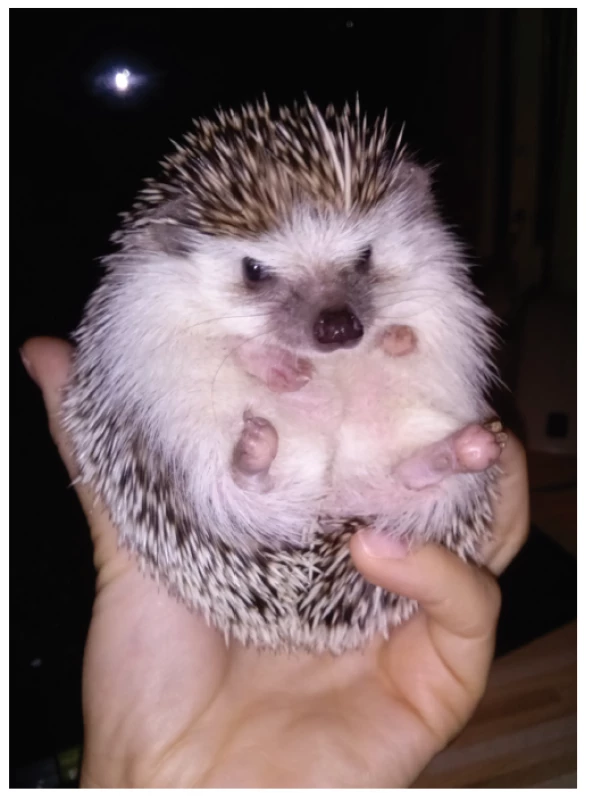 Ježek bělobřichý (Atelerix albiventris) chovaný
pacientkou 4