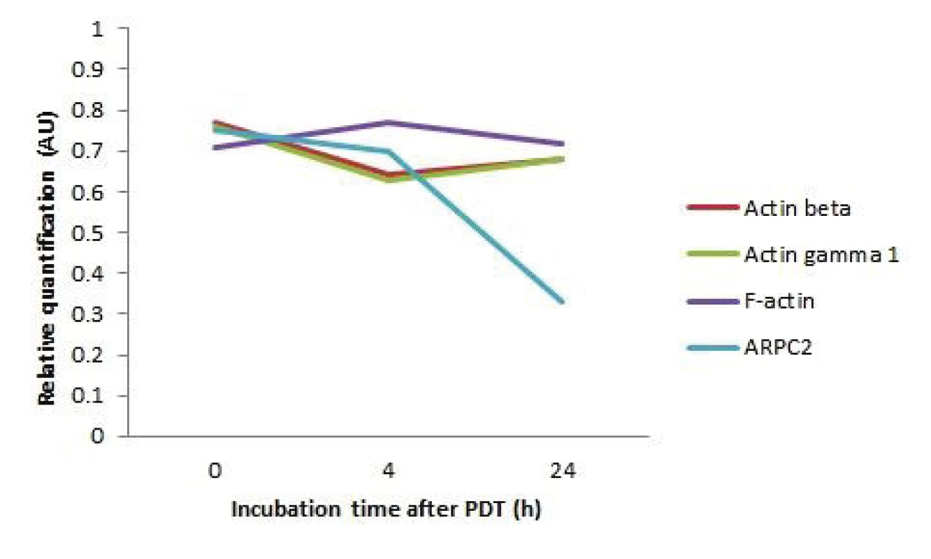 The graph representing the changes of the cytoskeletal
protein levels of the HeLa cells after 5 Jcm-2
ZnPc photodynamic therapy in 3 different incubation
times after cell irradiation (0, 4 and 24 hours). The data
are presented as relative quantification (5 Jcm-2 ZnPc
PDT treated cells/ control cells protein level).