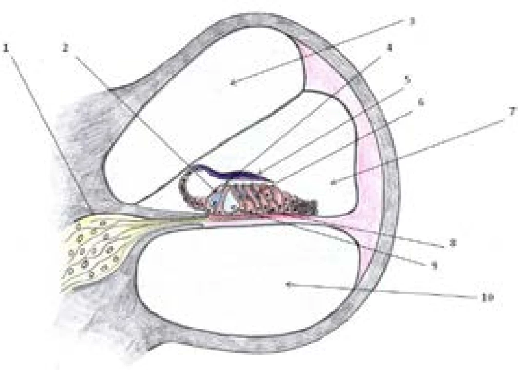 Schéma Cortiho orgánu (autorka: Alžběta Jechová)<br>
1 – <i>ganglion spirale</i>; 2 – vnitřní vlásková buňka; 3 – scala
vestibuli; 4 – svazek stereocilií; 5 – tektoriální membrána; 6 –
zevní vlásková buňka; 7 – <i>scala media</i>; 8 – podpůrná buňka;
9 – Cortiho tunel; 10 – scala tympani.