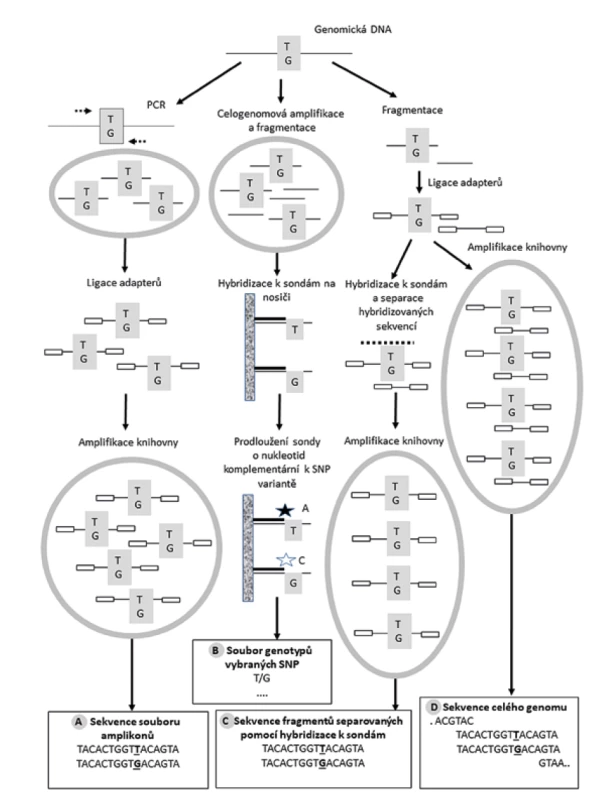 Základní laboratorní metodické principy využívané v procesu investigativní forenzní genealogie.<br>
Fig. 3. Basic laboratory methodological principles used in the process of investigative forensic genealogy.