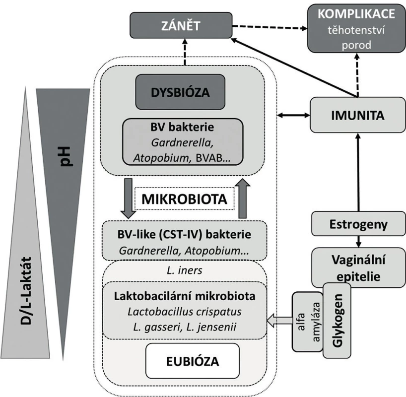 Současný pohled na vaginální mikrobiom