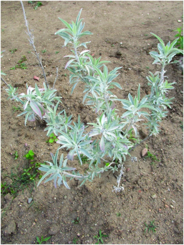 Vystavená rostlina šalvěj bílá (Salvia apiana Jepson)