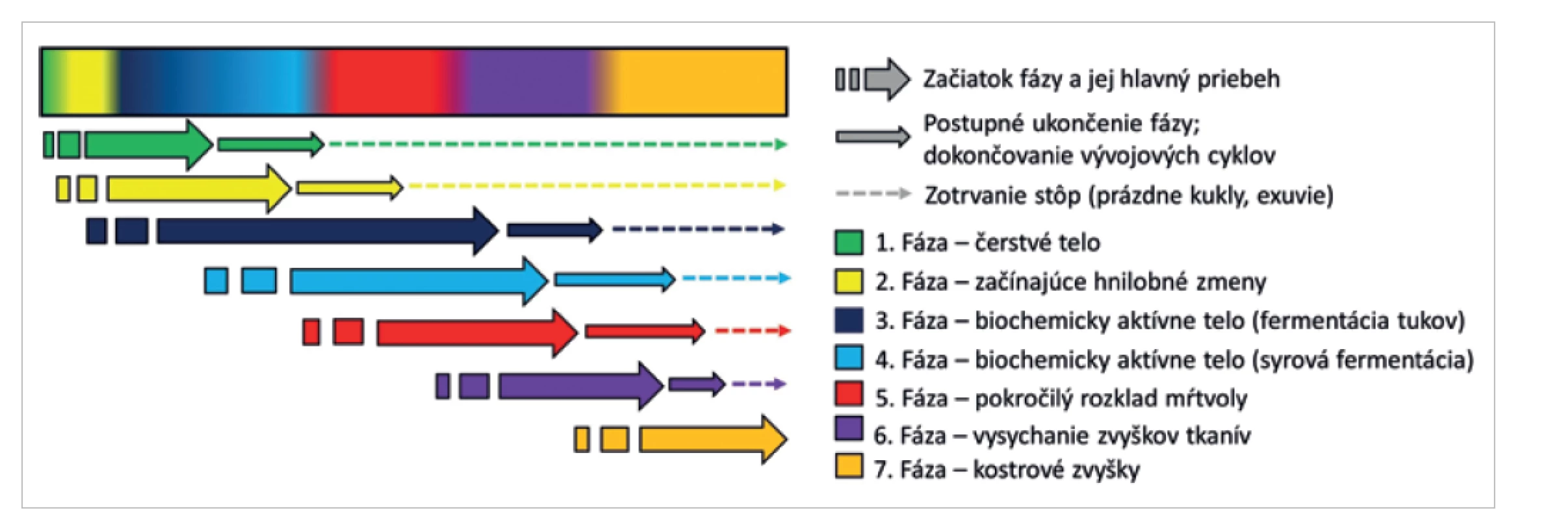 Schematické znázornenie priebehu sukcesných vĺn pri voľnej expozícii tela (2).