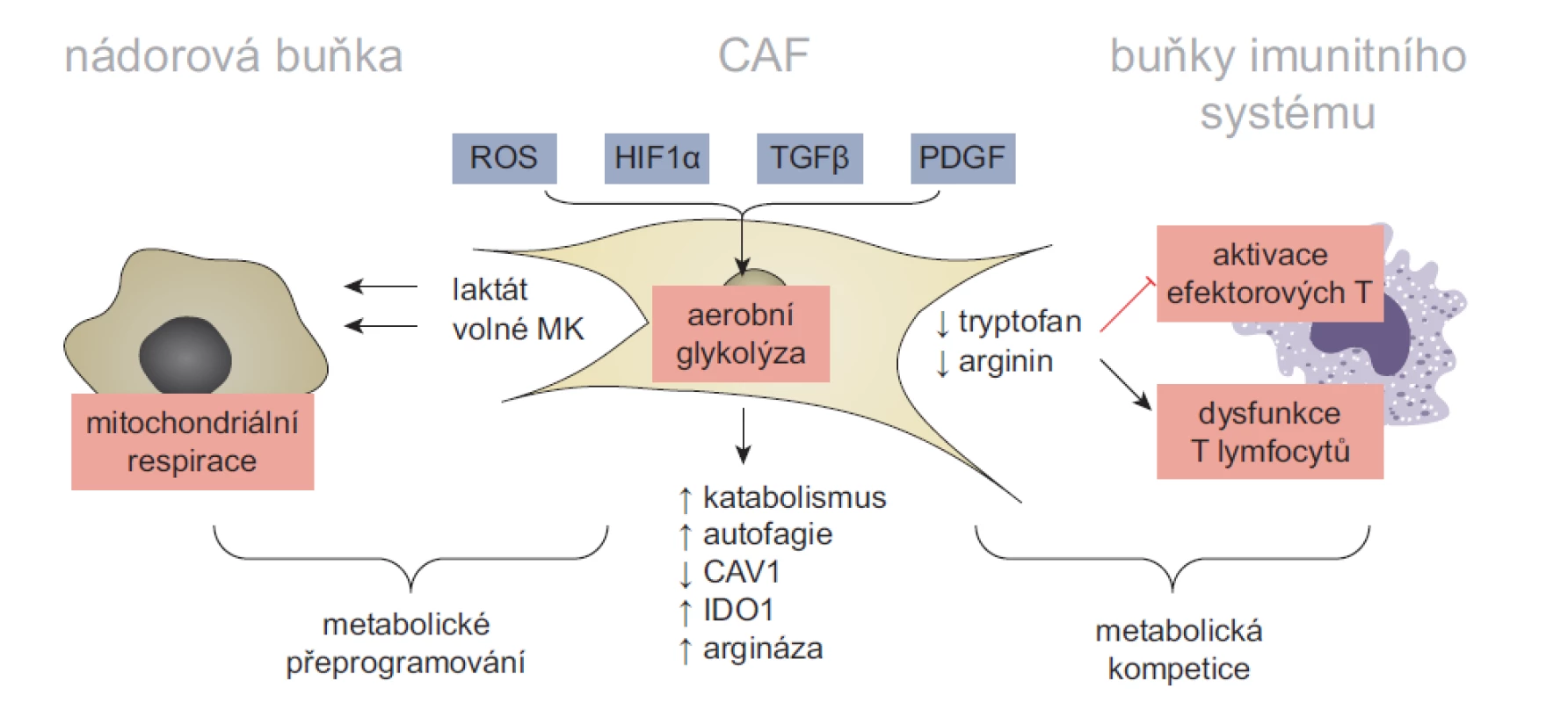 Model metabolické symbiózy a konkurence v nádorovém mikroprostředí. Aktivace CAF a udržení jejich sekrečního fenotypu je energeticky
náročné a vyžaduje metabolické změny. U některých typů CAF proto dochází k aktivaci aerobní glykolýzy. Zvýšená závislost CAF na aerobní
glykolýze může být vyvolána mnoha faktory – sníženou dostupností kyslíku v rostoucích nádorech, stabilizací faktoru HIF1α, aktivitou signálních drah
TGFβ a PDGF nebo ztrátou exprese CAV1, zprostředkovanou reaktivními kyslíkovými radikály. Zvýšená produkce laktátu, mastných kyselin a ketolátek
podporuje mitochondriální respiraci nádorových buněk. Zatímco metabolická symbióza mezi CAF a nádorovými buňkami stimuluje růst a maligní fenotyp
nádorových buněk, jejím vedlejším efektem je snížení dostupnosti klíčových metabolitů pro jiné složky TME. Tato metabolická konkurence následně
narušuje funkčnost protinádorové imunity. Například zvýšená exprese indolamin 2,3-dioxygenázy 1 a argináz (ARG1 a ARG2) v CAF radikálně
snižuje dostupnost tryptofanu a argininu v TME, čímž inhibuje proliferaci a aktivaci efektorových T lymfocytů. Volně přepracováno dle [7].