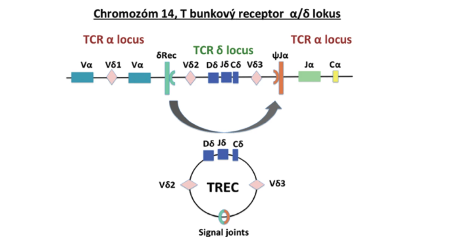 TREC vznikajú počas procesu V(D)J rekombinácie génu pre alfa reťazec T bunkového
receptora (upravené podľa Somech & Etzioni, 2014).<br>
Fig. 1. TRECs are formed during the V(D)J recombination process of the T cell receptor alpha
chain gene (adjusted from Somech & Etzioni, 2014).