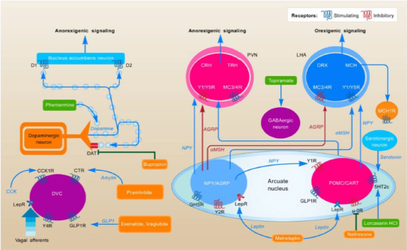 Mechanizmus účinku antiobezitik. Zdroj: Kim GW, Lin JE, Blomain ES et al. Antiobesity pharmacotherapy: new drugs and emerging targets. Clin Pharmacol Ther 2014; 95(1): 53–66. doi: 10.1038/clpt.2013.204.<br>
Fig. 2. Mechanism of action of anti-obesity. Source: Kim GW, Lin JE, Blomain ES et al. Antiobesity pharmacotherapy: new drugs and emerging targets. Clin Pharmacol Ther 2014; 95(1): 53–66. doi: 10.1038/clpt.2013.204.
