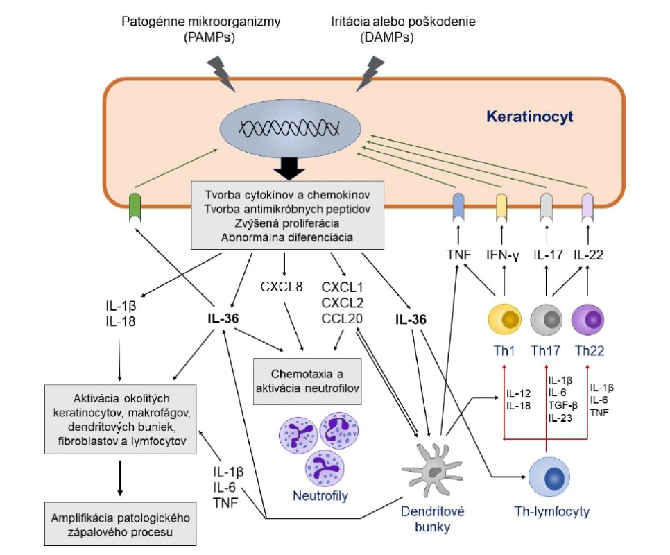 Úloha IL-36 a ďalších cytokínov v imunopatogenéze generalizovanej pustulárnej psoriázy<br>
Figure 1. The role of IL-36 and other cytokines in the immunopathogenesis of generalized pustular psoriasis