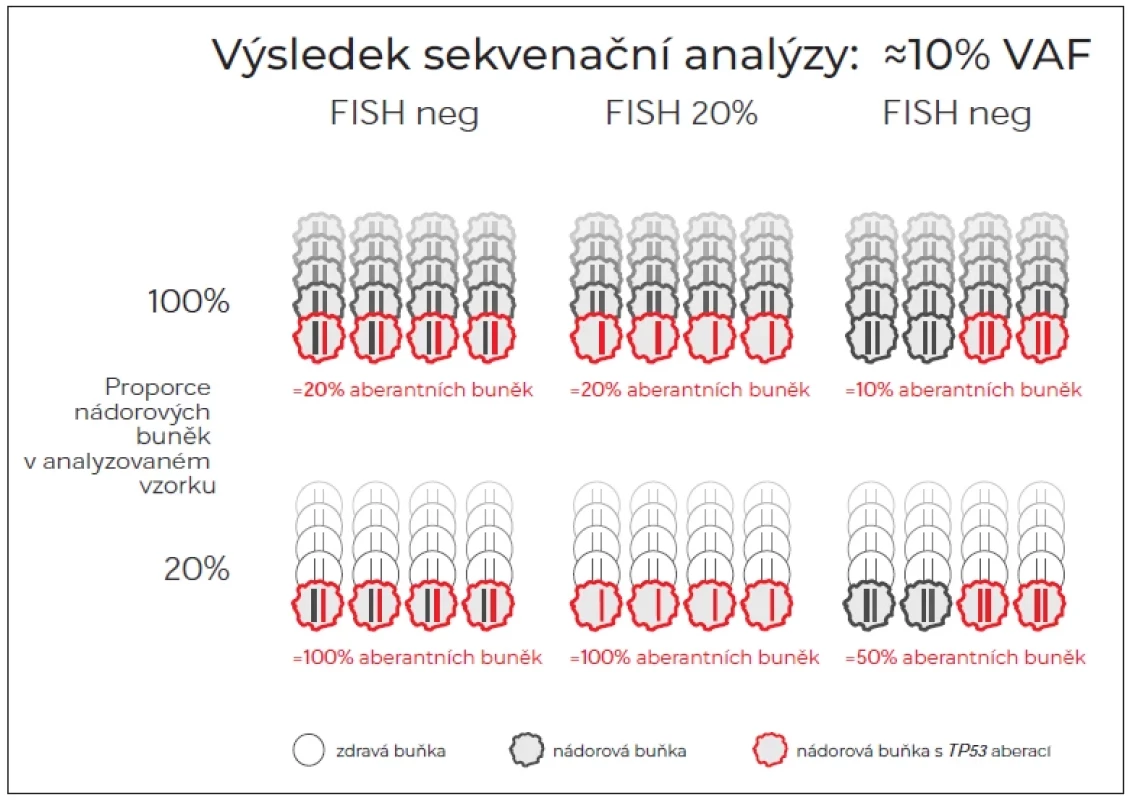 Podíl nádorových buněk nesoucích TP53 aberace při výsledku sekvenování nové generace ≈10 % VAF v závislosti
na proporci nádorových buněk ve vzorku a stavu druhé alely. (A) Poškození jedné alely mutací. Druhá alela může být
intaktní nebo vyřazena nezávislou mutací. (B) Kombinace mutace jedné alely a delece druhé alely detekované pomocí
FISH (VAF = 11,1 %). (C) Obě alely mutované mechanizmem zdvojení mutované alely cnLOH.