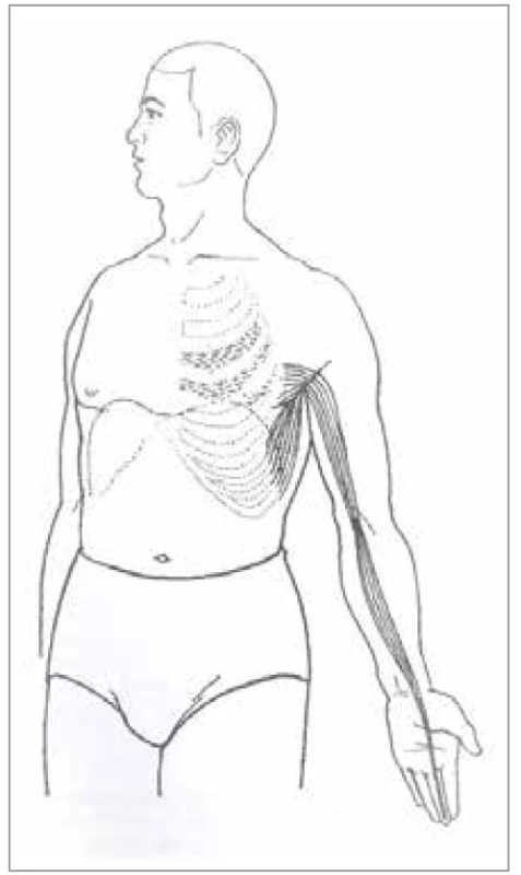 Šľachovo-svalová dráha
perikardu<br>
Fig. 17. Tendon-muscle path of the
pericardium