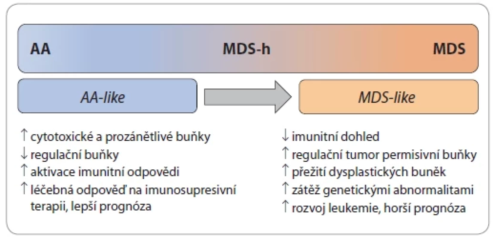Dva fenotypy hypoplastické formy myelodysplastické neoplazie (MDS-h) [3].
