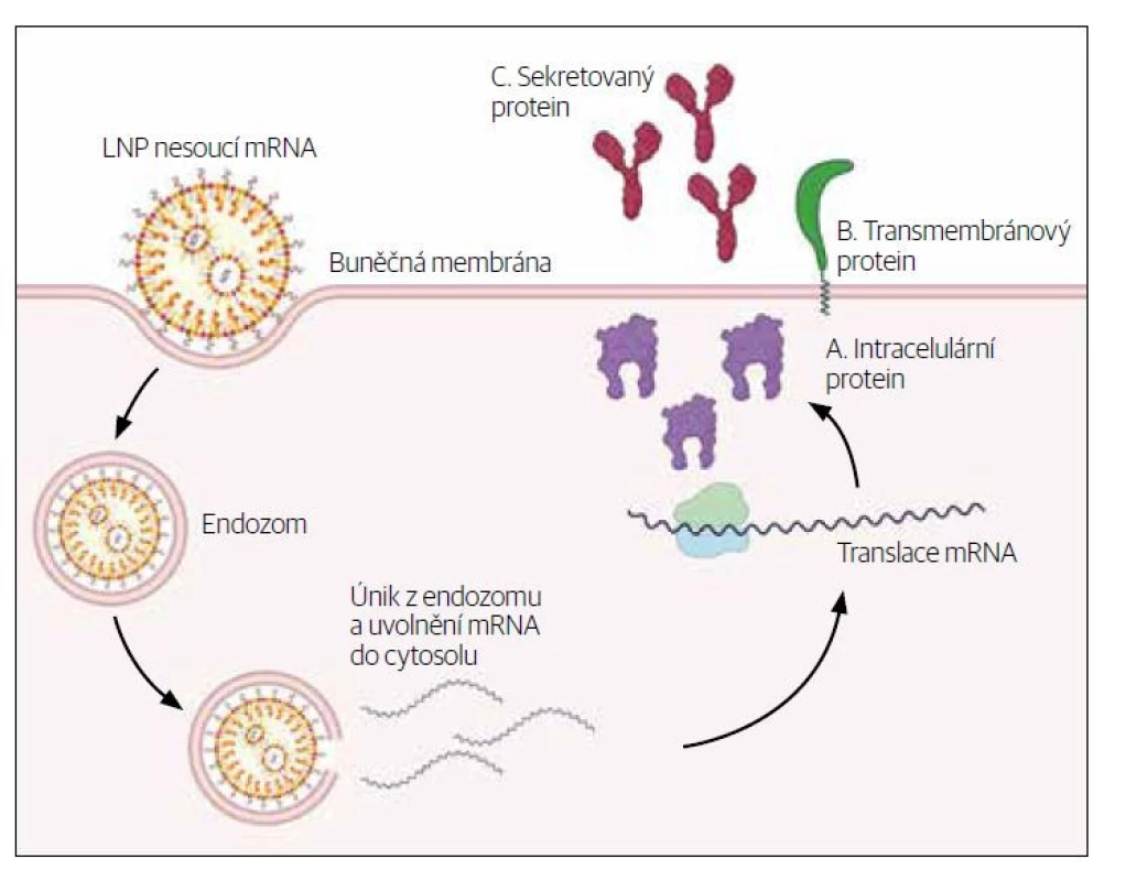 Lipidické nanočástice – mechanismus účinku.