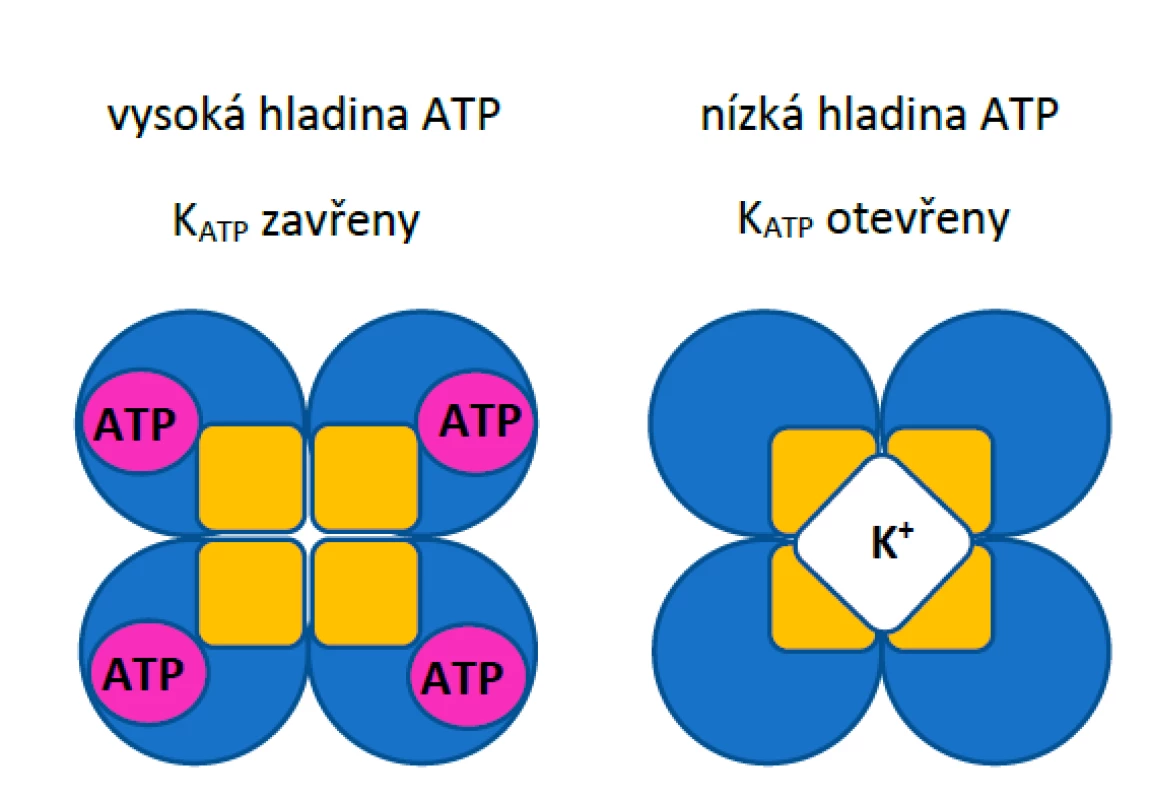 Schematické znázornění K<sub>ATP</sub> kanálů při vysoké a nízké
hladině ATP v cytoplazmě.
Žlutě jsou znázorněny podjednotky Kir6.x, modře
podjednotky SUR.