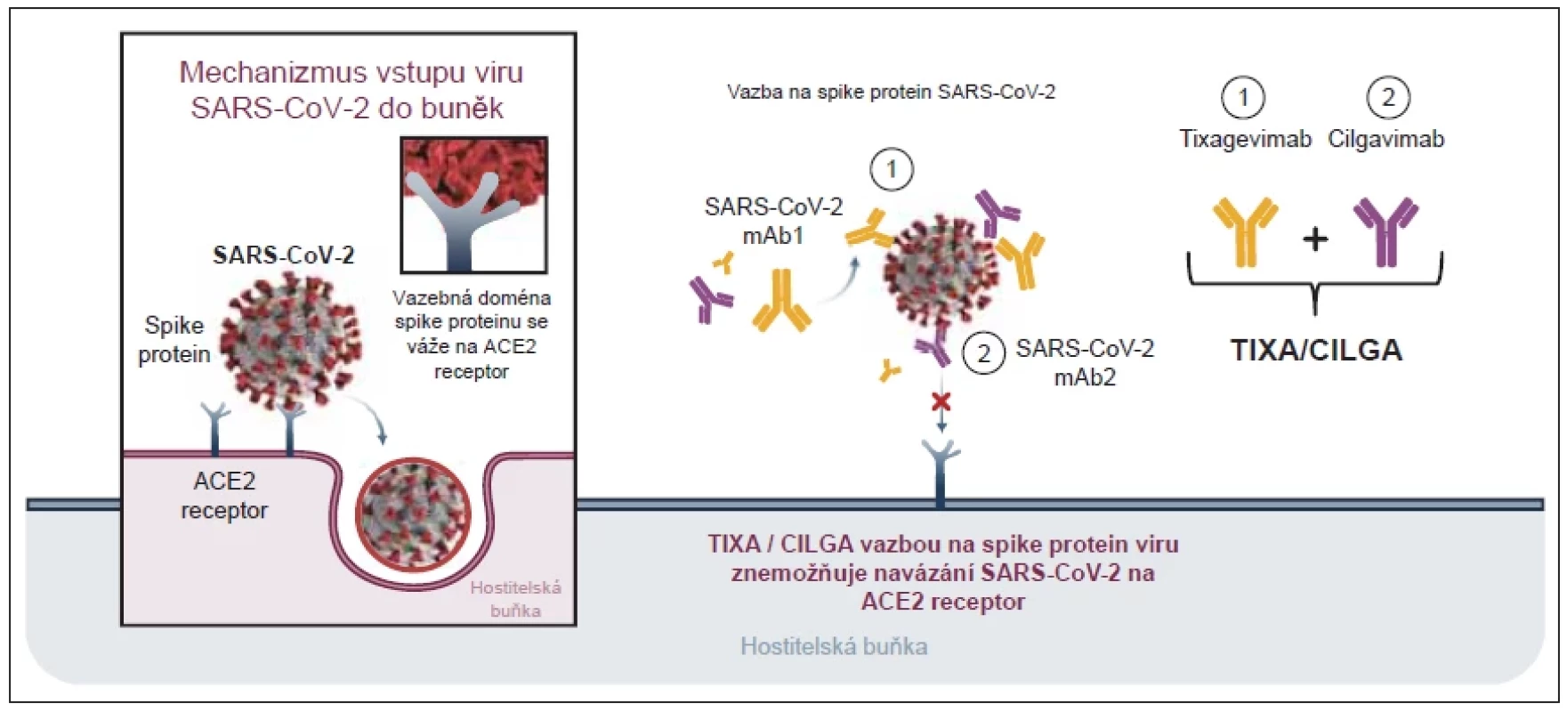 Schéma účinku SARS-CoV-2-neutralizující monoklonální protilátky tixagevimabu-cilgavimabu. Obrázek byl
převzat a adaptován z „Proposed therapeutic treatments for COVID-19 targeting viral entry mechanism“ by BioRender.com
(2021). https://app.biorender.com/biorender-templates.
