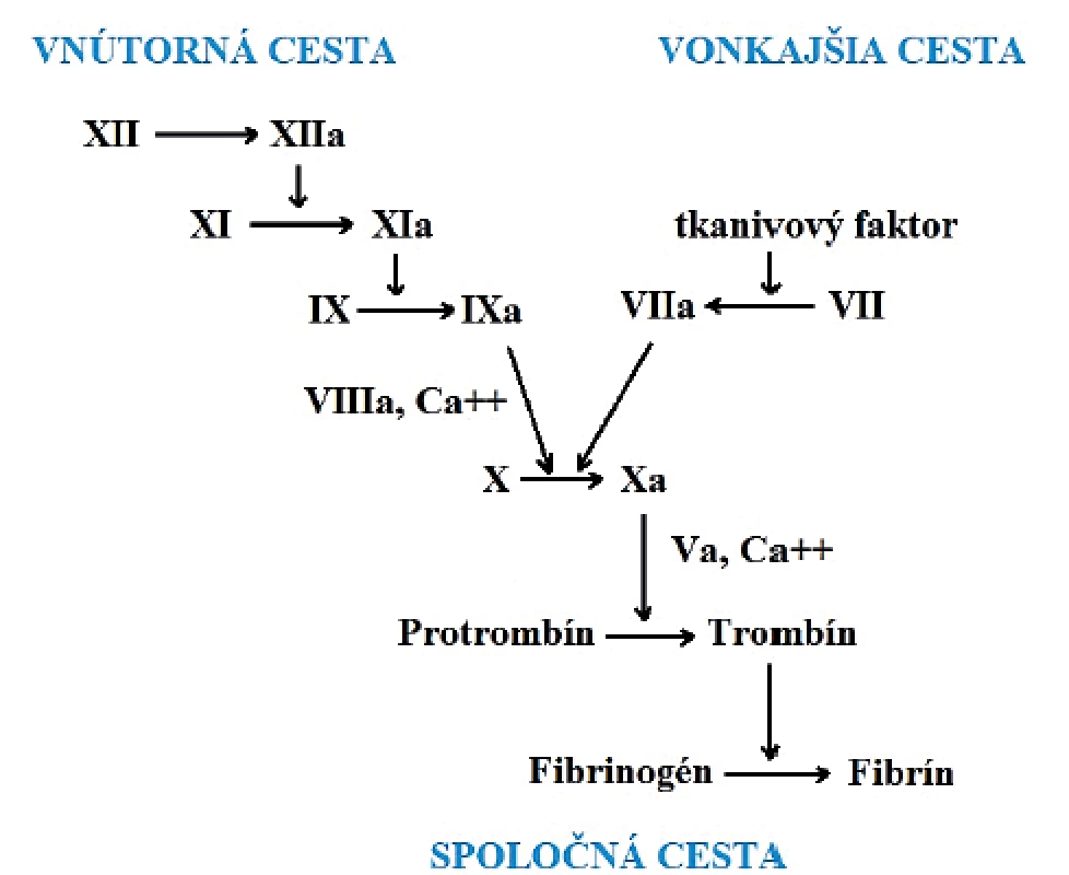 Kaskádový model hemostazy.