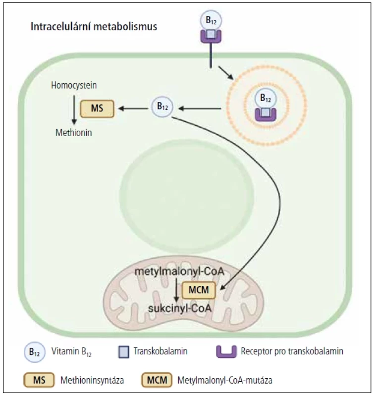 Vitamin B<sub>12</sub> se jako kofaktor účastní intracelulárního metabolismu metylmalonyl-CoA v mitochondrii a homocysteinu v cytoplazmě.