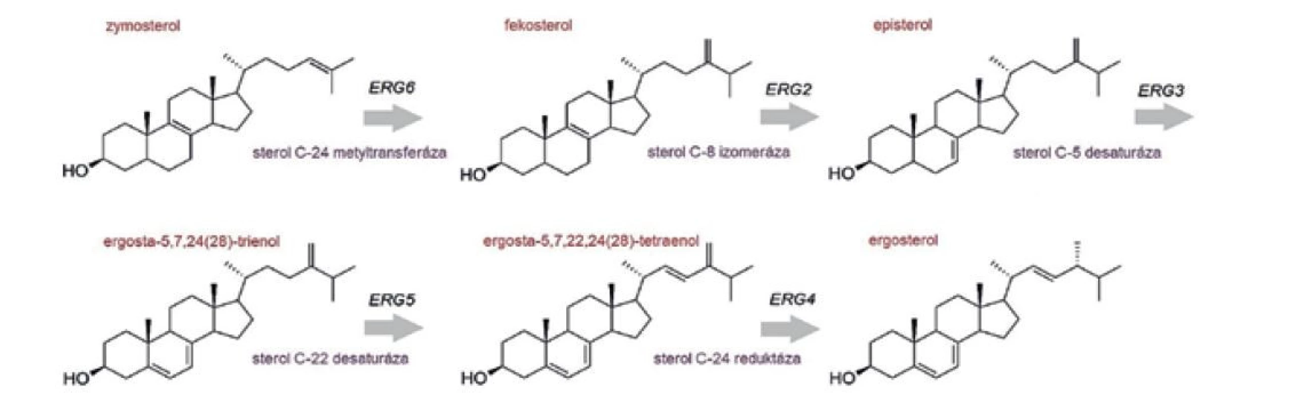 Záverečné kroky biosyntézy ergosterolu, katalyzované produktami neesenciálnych génov<br>
Figure 5. Final steps of ergosterol biosynthesis catalysed by products of non-essential genes