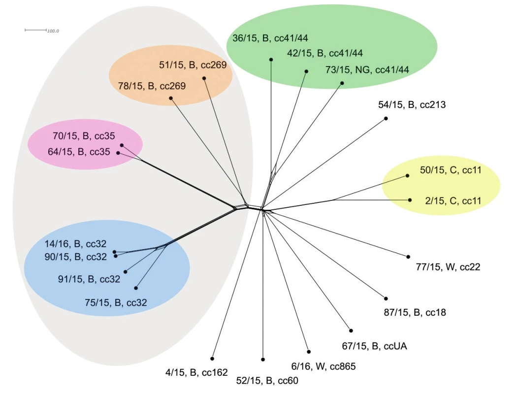 Vizualizace genetické diverzity na úrovni schématu cgMLST u 20 izolátů z IMO, 2015, ČR<br>Figure 3. Visualisation of genetic diversity at the cgMLST level in 20 isolates from IMD, Czech Republic 2015