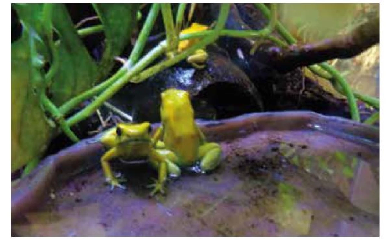 Žáby druhu pralesnička strašná (Phyllobates terribilis) (foto autora)