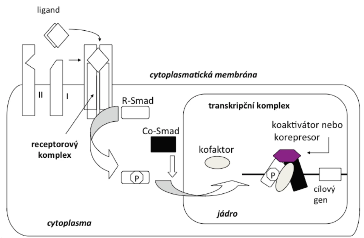 Schematické znázornění signální dráhy cytokinů rodiny TGF-β<br>
Ligandy (cytokiny rodiny TGF-β ) se váží k receptoru typu II a typu I (transmembránové serin/threonin proteinkinázy). Typ II receptoru
je konstitutivní kinasou na rozdíl od receptoru typu I, který je inaktivní v nepřítomnosti ligandu. Receptory typu II jsou autofosforylovány
a fosforylují receptory typu I na serinových a threoninových zbytcích. Receptory typu I fosforylují transkripční faktory Smad na serinových
zbytcích. Transkripční faktory Smad se potom hromadí v jádře a regulují transkripci cílových genů.