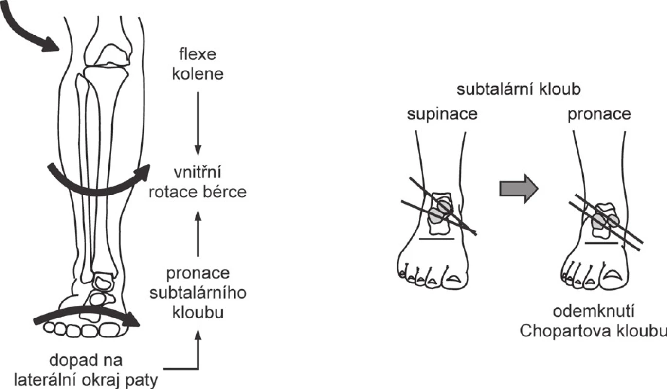 Sdružené pohyby v kloubech dolní končetiny během
období postupného zatížení.