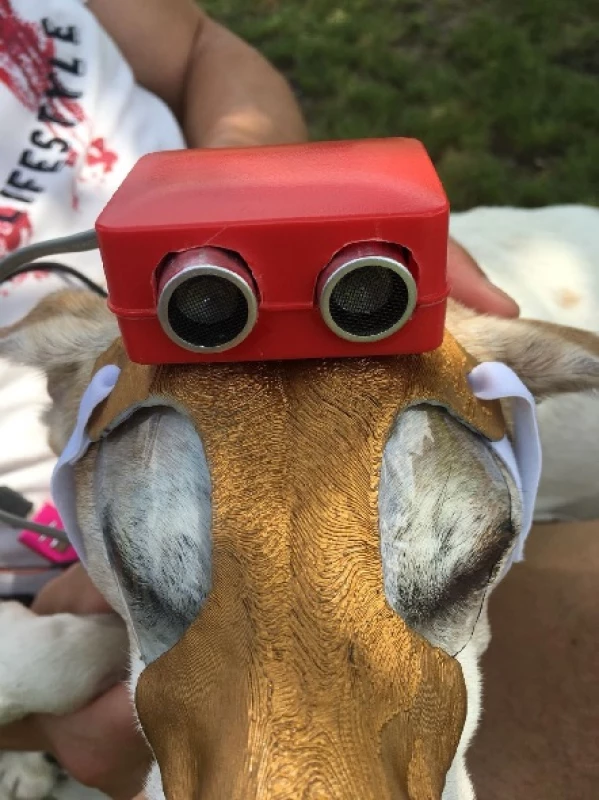 Testing on a dog