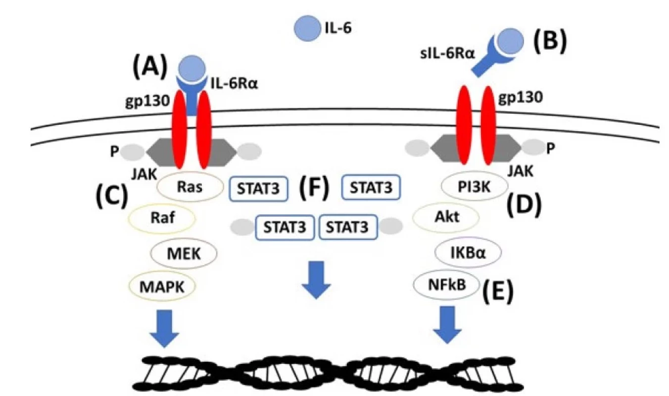 Vazba IL-6 na receptor IL-6Rα/gp130 (A, klasická cesta aktivace) nebo přes solubilní IL-6Rα (B, trans-signalizace), aktivace
signální dráhy, (C) Ras-Raf-MEK-MAPK (proteinové kinázy aktivované mitogenem), (D) PI3K (fosfoinositid 3-kináza)-AKT
(proteinkináza B), (E) NF-kB (nukleární faktor kappa B), (F) STAT3 (převodník signálu a aktivátor transkripce 3) vedoucí
k aktivaci efektorových mechanismů buněk imunitního systému a prozánětlivé odpovědi (10)