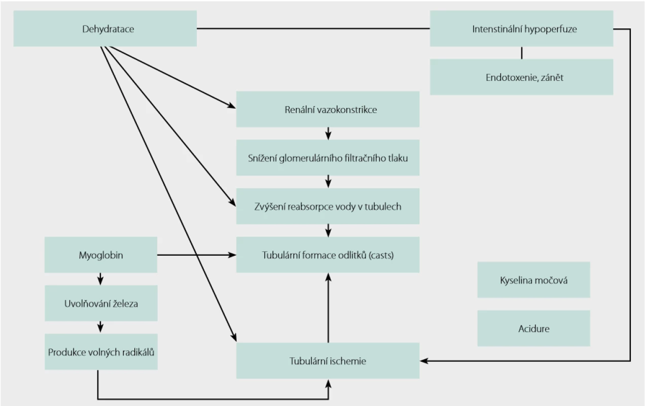  Patofyziologie vzniku akutního renálního poškození u rabdomyolýzy; upraveno podle (12)