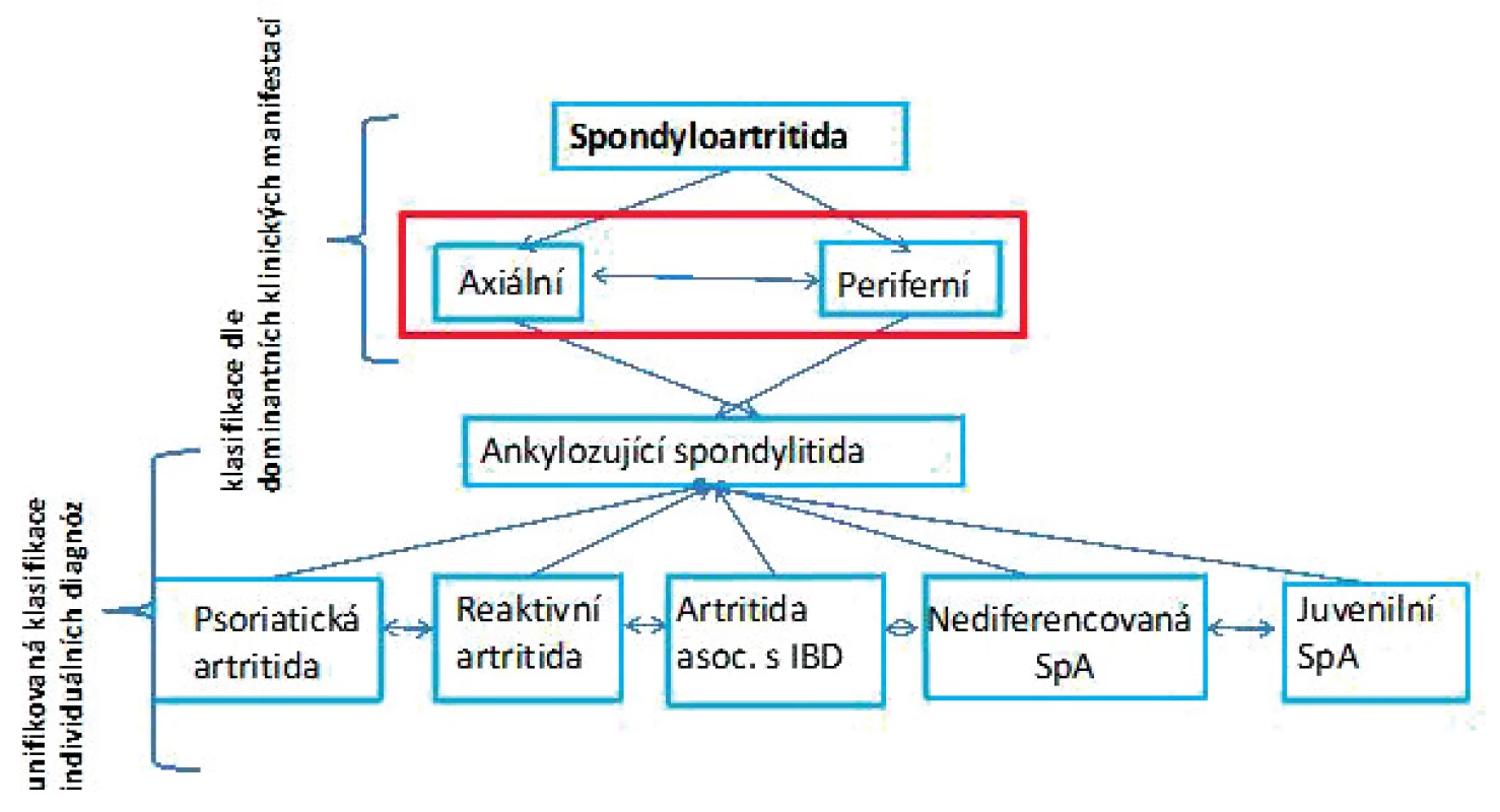 Možnosti dělení spondyloartritid (SpA). Tradiční je dělení na jednotlivá onemocnění (unifikovaná klasifikace individuálních diagnóz), kdy rozlišujeme ankylozující spondylitidu (AS), psoriatickou artritidu (PsA), reaktivní artritidu (ReA), artritidu asociovanou s  idiopatickým střevním zánětem (enteropatickou SpA), nediferencovanou SpA a juvenilní formy SpA. Nověji se
využívá dělení dle dominujících příznaků na axiální nebo periferní SpA. U axiální SpA jsou hlavní projevy onemocnění důsledkem
zánětu osového skeletu, v  oblasti křížokyčelního skloubení (sakroileitida) nebo meziobratlových skloubení páteře (spondylitida).
U periferní SpA jsou zánětem postiženy klouby a enteze periferního skeletu (nejčastěji se jedná o velké a střední klouby dolních končetin) (upraveno dle Zeidler et al. 2011).