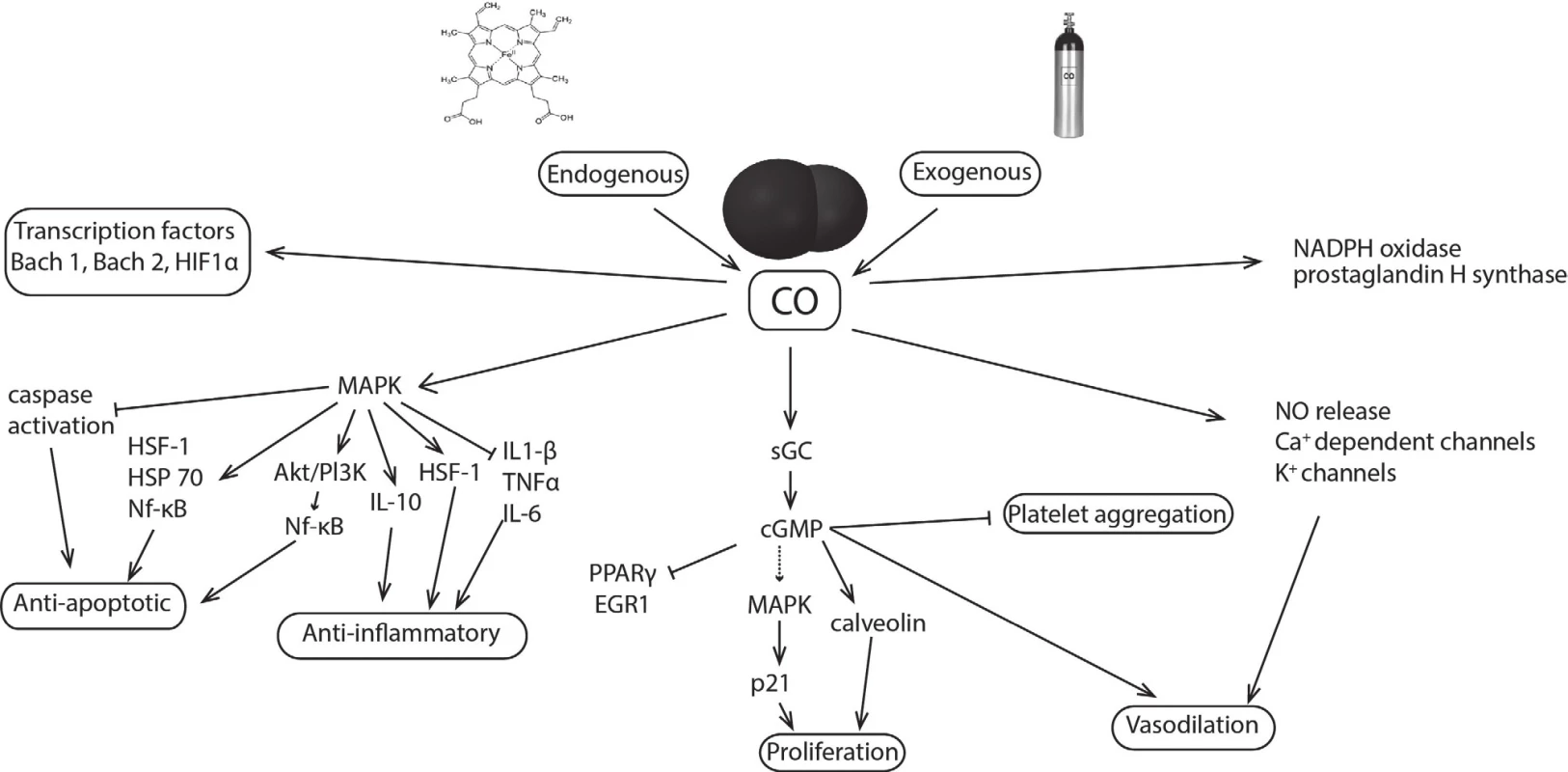 CO: mechanism of action and molecular targets. CO, produced endogenously or delivered exogenously, modulates
aggregation and apoptotic, inflammatory, proliferative, vasodilatory, and other cellular functions. Proteins with heme moiety as
a soluble guanylate cyclase (sGC), cytochromes p450, cytochrome-c-oxidase, inducible NO synthase of NADPH oxidase are
primary targets for CO. CO affects also transcription factors (Bach 1, 2; HIF1α) or mitogen-activated protein kinases (MAPK);
HIF1α - hypoxia-inducible factor 1-α, Akt - transcription factor, Pl3K - phosphatidylinositol-4,5-bisphosphate 3-kinase, HSF1
– heat shock factor 1, HSP 70 – heat shock protein 70, Nf-κB - nuclear factor kappa-light-chain-enhancer of activated B cells,
IL-1β – interleukin 1 β, IL-6 – interleukin 6, IL-10 – interleukin 10, PPARγ - peroxisome proliferator-activated receptor γ, EGR1
- early growth response protein 1