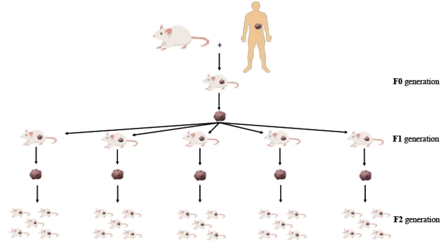 Scheme of cell passaging in individual generations