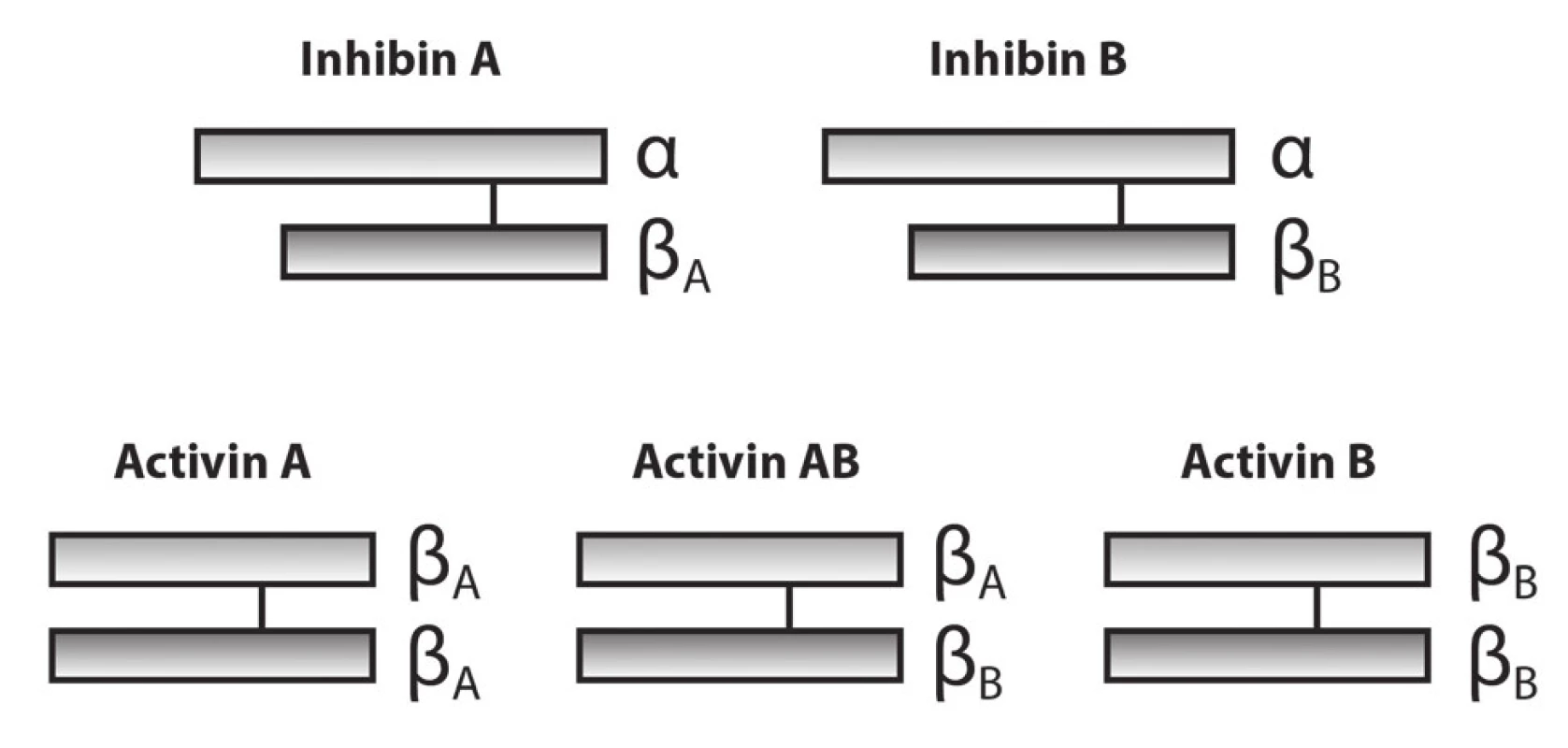 Schematic diagram of the structures of inhibin and
activin