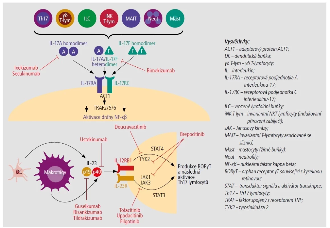 Klíčové postavení cytokinů, nitrobuněčných kináz a možnosti jejich léčebného ovlivnění u spondyloartritid. [Upraveno podle 20]<br>
IL-17A a IL-17F jsou produkovány imunitními buňkami včetně Th17, γδ T-lymfocytů, ILC, iNK T-lymfocytů, buněk MAIT, neutrofilů a žírných buněk ve formě homo- i heterodimerů.
Oba interleukiny se váží na receptor IL-17R sestávající se ze 2 podjednotek IL-17RA a IL-17RC, stimulujících adaptorový protein ACT1, který dále stimuluje
efektorové proteiny TRAF2, TRAF5 a TRAF6, které zase aktivují cestu NF-κβ. Ixekizumab a secukinumab inhibují IL-17A. Bimekizumab inhibuje navíc i IL-17F.<br>
Podjednotky IL-23 (sestávající se z p19 a p40) jsou produkovány hlavně dendritickými buňkami a makrofágy. Tyto podjednotky se váží na receptor IL-23, což vede
k fosforylaci JAK1, JAK3 a TYK2, které aktivují STAT3 a STAT4 k vyvolání produkce RORγT, což podporuje přežití a aktivaci Th17 lymfocytů. Ustekinumab inhibuje podjednotku
p40 IL-23, která je sdílena s IL-12. Guselkumab, risankizumab a tildrakizumab inhibují podjednotku p19 IL-23. Filgotinib, tofacitinib a upadacitinib inhibují
JAK1 a JAK3. Deucravacitinib inhibuje TYK2. Brepocitinib inhibuje JAK1, JAK3 i TYK2.