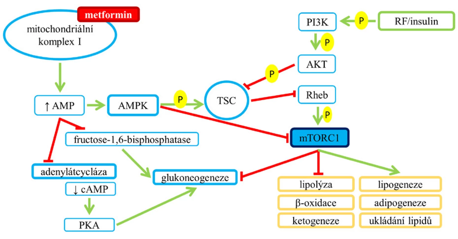 Ovlivnění mTORC1 inzulinem a metforminem. Blokáda
komplexu vede ke zvýšení intracelulární koncentrace AMP
a dochází k aktivaci AMPK a inhibici mTORC1, dále zvýšená
hladina AMP blokuje dva důležité enzymy, které jsou
zapojeny do glukoneogeneze (15).
Pozn.: zelená šipka – aktivace;
červená čára bez šipky – blokáda.