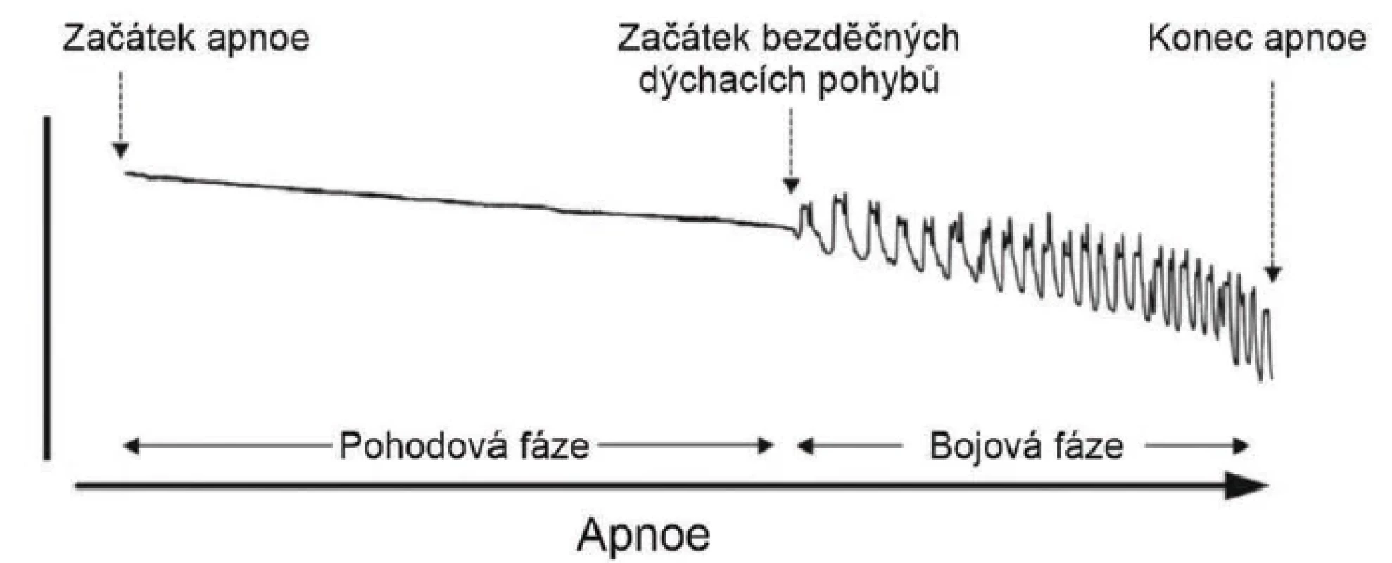 Pohyby hrudní stěny během šestiminutového suchého zadržení dechu (bez ponoření do vody) u elitního
apneisty. Jsou zobrazeny pohodová a bojová fáze zadržení dechu. U netrénovaných „amatérů“ dochází
k přerušení apnoe ještě před začátkem mimovolných pohybů (IBM) nebo krátce po jejich vzniku.