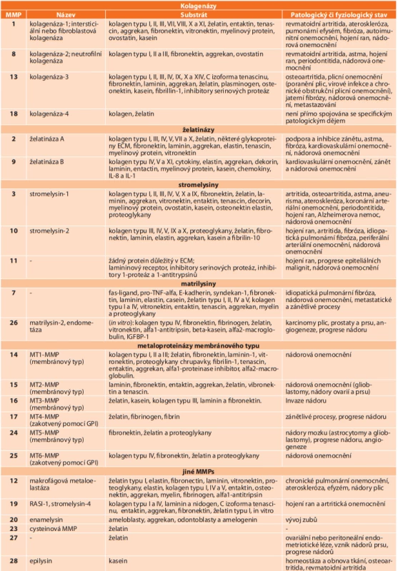 Klasifikace matrixových metaloproteináz (upraveno podle [3])<br>
Tab. 1: Classification of matrix metalloproteinases (modified according to [3])