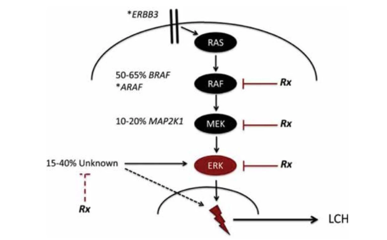 Schéma mutace. (Převzato z publikace Allen CE. How I treat Langerhans cell histiocytosis)
