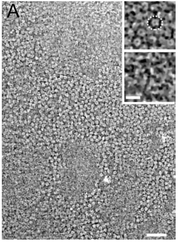 Nikotinový acetylcholinový receptor z elektrického orgánu
parejnoka elektrického pod elektronovým mikroskopem. Zdroj: Zuber B,
Unwin N. Structure and superorganization of acetylcholine receptor–rapsyn
complexes. PNAS. 2013; 110(26): 10622–10627 (použito s licencí CC BY 4.0)